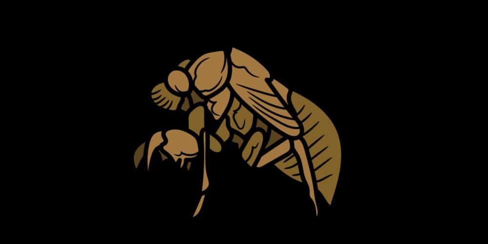 love for cicadas